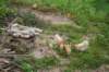 dsc01154_small.jpg
