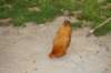 dsc01155_small.jpg