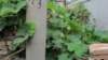image00126_small.jpg