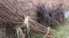 image00171_small.jpg